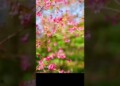 Hoa mai anh đào nở rộ Sa Pa - cre: Dương Quốc Hiếu, Sa Pa #sungroup #sapa